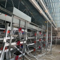 Système de cages à poulets de type H, alimentation et abreuvement automatiques, élimination des excréments, équipement d'élevage avicole