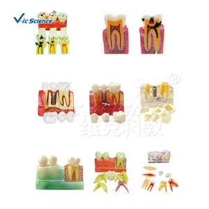 Dents de remplacement pour modèle de typodont, modèle de dents humaines, modèle d'éducation scientifique médicale - Product Image 4