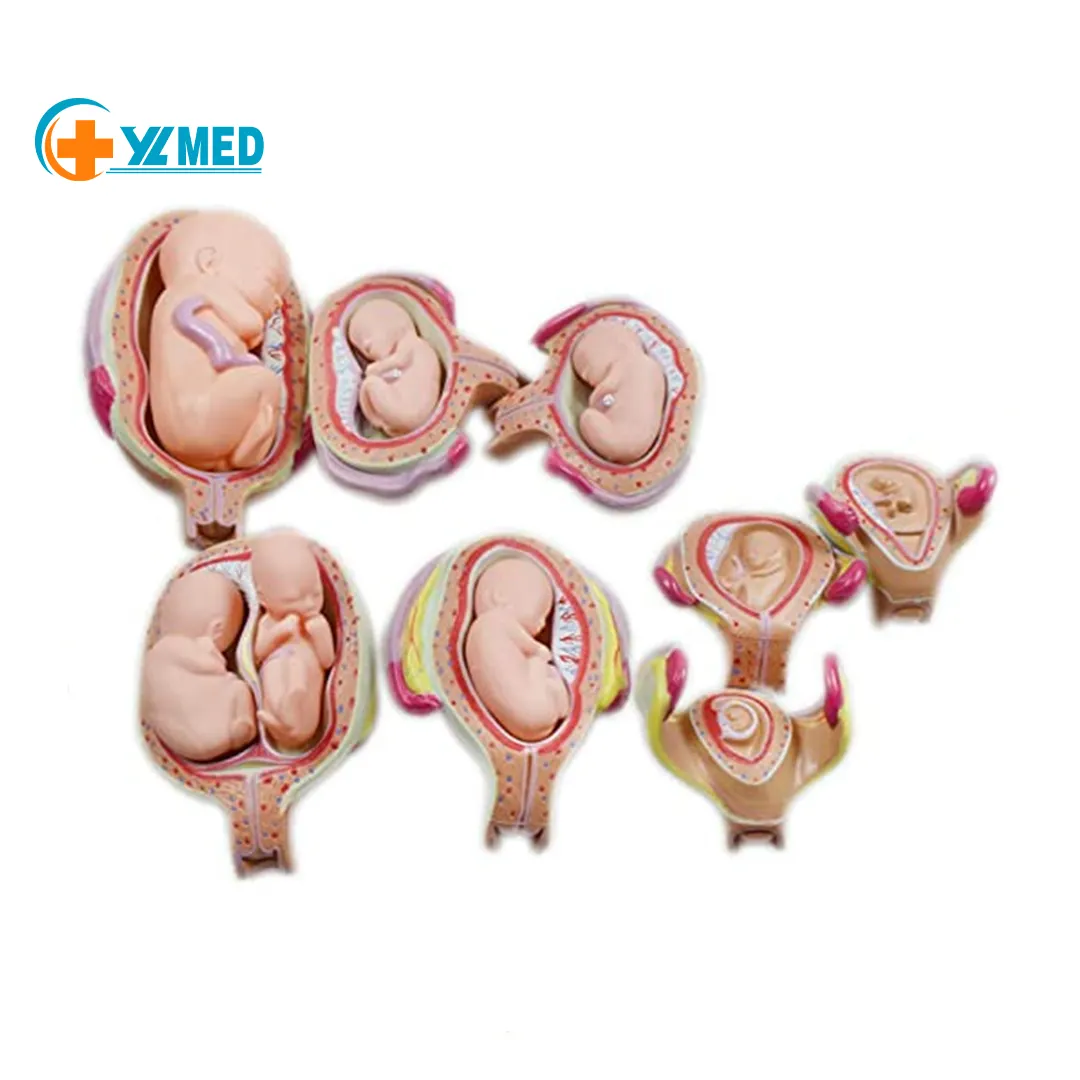 Human Fetal Development Anatomy Model of Pregnancy Pelvis Organ Anatomical Model 1-9Th Fetus medical Models