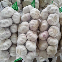 2025 Nieuwe Gewas Optimale Verse Knoflook Groothandelsprijs Import/Export Uit China Aljo Alho Ail Knoflook Leveranciers