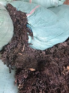 SARGASSUM-algas marinas secas, fertilizante de algodón, musgo de mar - Product Image 6