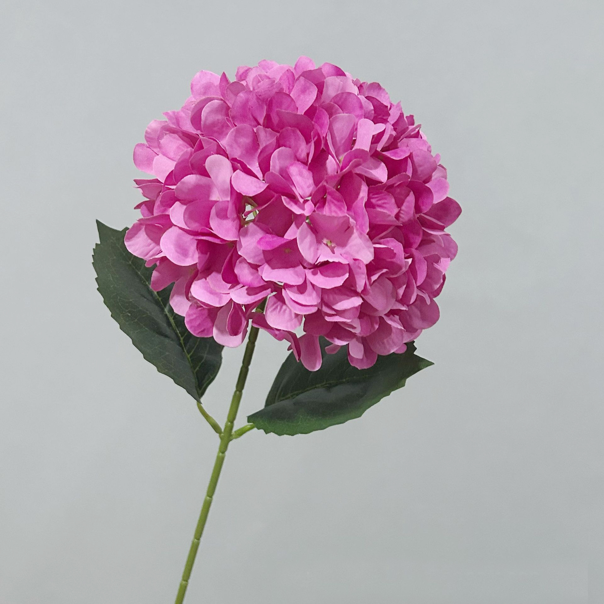 Rose garance