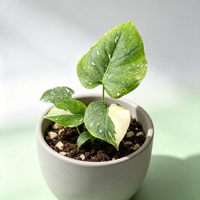 Plante d'intérieur Pothos en pot, feuillage varié de qualité supérieure, feuilles en forme de cœur, ornement pour la maison, le bureau, la décoration intérieure
