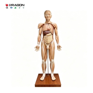 Modelo de Anatomía Muscular de Cuerpo Completo para Entrenamiento de Fisioterapia en Escuelas de Enfermería y Facultades de Medicina - Product Image 5