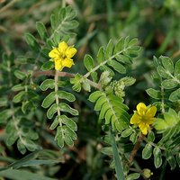 Tribulus Terrestris pur offrant un soutien naturel à base de plantes pour l'énergie, la vitalité, la force, l'endurance, le bien-être, l'équilibre et l'utilisation quotidienne