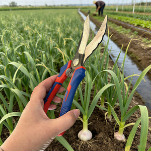 Cisaille à <span class=keywords><strong>ail</strong></span> à tête courbée avec lame en acier au carbone, cisailles <span class=keywords><strong>de</strong></span> taille pour droitiers pour une récolte efficace sur le terrain. Poignée en caoutchouc manuelle - Product Image 5