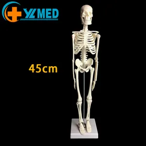 Anatomy 17 inches Mini Human Skeleton Model with Movable Arms and Legs Scientific Model for Study Basic