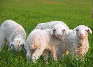 공급 자연 양 태반 추출물 80 메쉬 양 태반 분말 - Product Image 3