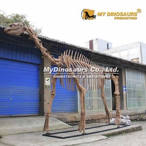 Z khủng long của tôi giáo dục kích thước đầy đủ hoàn thành bộ xương tê giác len - Product Image 5