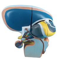 Modelo Anatómico Desmontable del Talamo del Cerebro Humano, con Código de Colores, para la Enseñanza y Demostración de la Estructura Interna del Cerebro en Biología