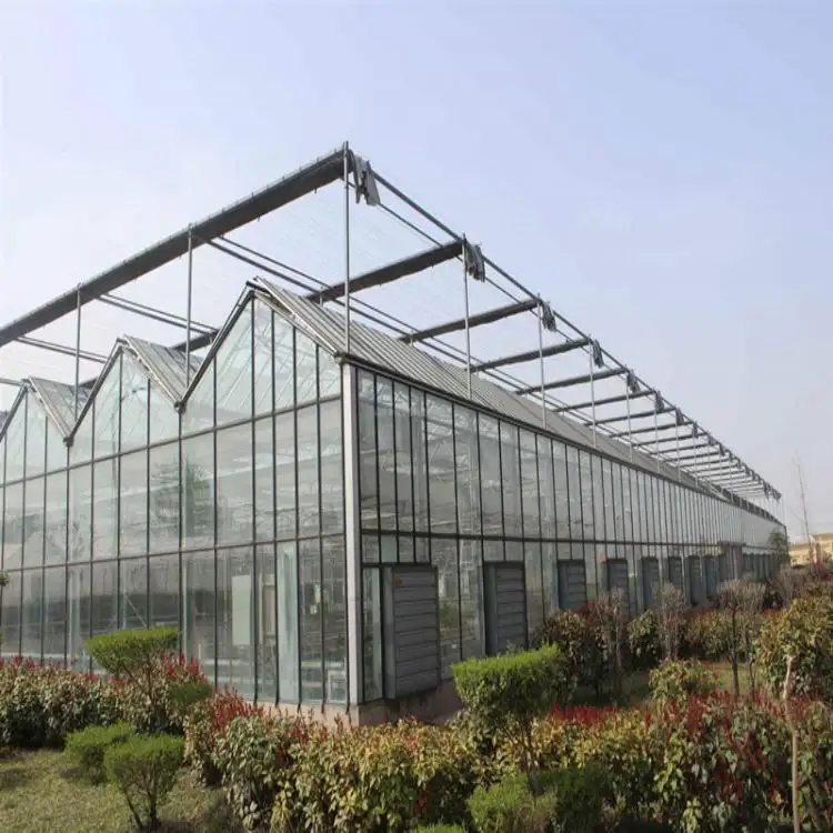 Nông nghiệp thủy canh venlo loại Tempered Glass nhà kính cho rau Farming
