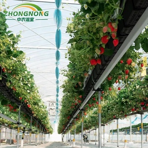 Serre commerciale multi-travées durable à double couche <span class=keywords><strong>en</strong></span> film PE avec structure <span class=keywords><strong>en</strong></span> acier galvanisé pour la culture de légumes toute l'année - Product Image 4