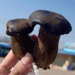 DETAN Exporta Hongos Frescos de la Espécie Wild <span class=keywords><strong>Boletus</strong></span> Pornici - Product Image 4