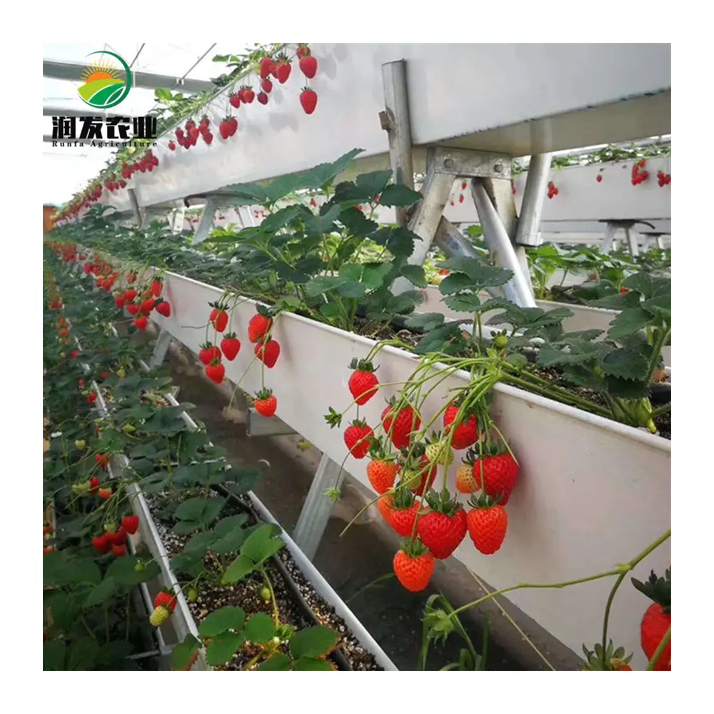 Agricultural Greenhouse Hydroponic System PVC Grow Tray Strawberry Growing Gutter For Sale Vertical Farming