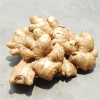 Nouvelle Saison Gingembre Chinois Frais en Gros pour l'Exportation 100g 150g 150-250g 250g et plus Gingembre Frais