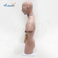 Modelo Anatómico de Torso Humano a Medio Cuerpo con 12 Órganos Removibles para Educación Escolar en Biología, con Certificaciones CE, ISO, ROHS y CNAS