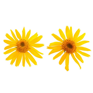 植物アルニカモンタナ花エキス粉末アルニカモンタナエキス - Product Image 2