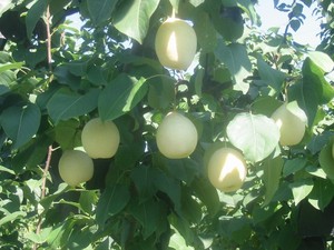 Pere Ya Premium di Alta Qualità, Varietà Fresca di Grado A, Pere Rosse Fragranti e Croccanti Originali - Product Image 5