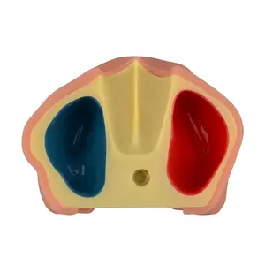 Zahnkliniken Maxillar Sinus Lifting Übung Zähne Praxis Demonstration modell