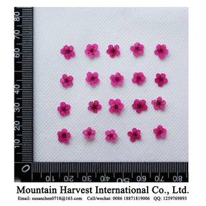 Fiori Pressati Essiccati Veri, Narcisi / Giacinti d'Acqua - Product Image 4