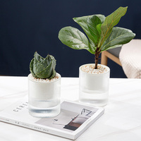 Pots de fleurs d'intérieur à double couche semi-transparent en PP auto-absorbants pour le stockage automatique de l'alimentation en eau