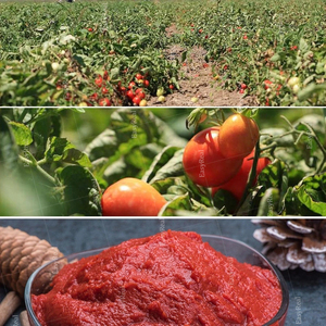 Petite chaîne de production de pâte de tomate de technologie italienne - Product Image 6