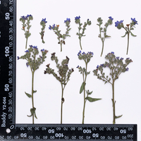 Rumput Bugloss Dengan Ranting Paket Campuran Seri Scrapbooking Resin Epoksi Tanaman Alami Ramah Lingkungan