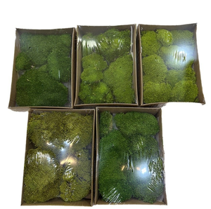 Chất Lượng Cao Bảo Quản Cực Moss Terrarium Màu Xanh Lá Cây Moss Cho Tường Nghệ Thuật Trang Trí Nội Thất Bảo Quản Moss - Product Image 3