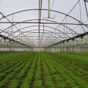 Serre agricole multi-travées à structure en acier galvanisé, film PE résistant aux UV avec gouttière et ventilation - Product Image 4