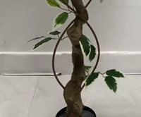 Pohon Ficus Bonsai Palsu 120cm Daun Hijau Putih Selalu Hijau Natal Paskah Rumah Kantor Ruang Tamu Ramah Lingkungan Dalam Ruangan