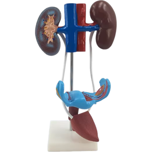 Modello biologico ausili didattici Vagina femminile anatomica modello di sistema urogenitale femminile - Product Image 4
