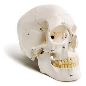 Modelo de <span class=keywords><strong>cráneo</strong></span> Digital etiquetado con sutura de hueso grande Natural DARHMMY con 3 piezas para ciencia médica - Product Image 1