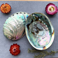 Coquillages d'ormeau polies artisanales naturelles en gros, bijoux en Paua, énergie curative, coquillages marins bruts, décoration de boutique à vendre à bas prix