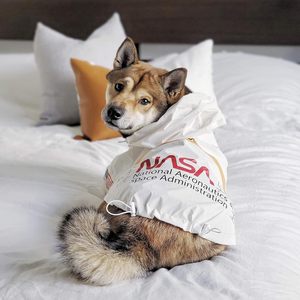 Qiqu Proveedor Personalizado, Nuevas Chaquetas Impermeables Reflectantes de la <span class=keywords><strong>NASA</strong></span>, Disfraz Impermeable para Perros, Ropa de Calle Elegante para Cachorros - Product Image 3