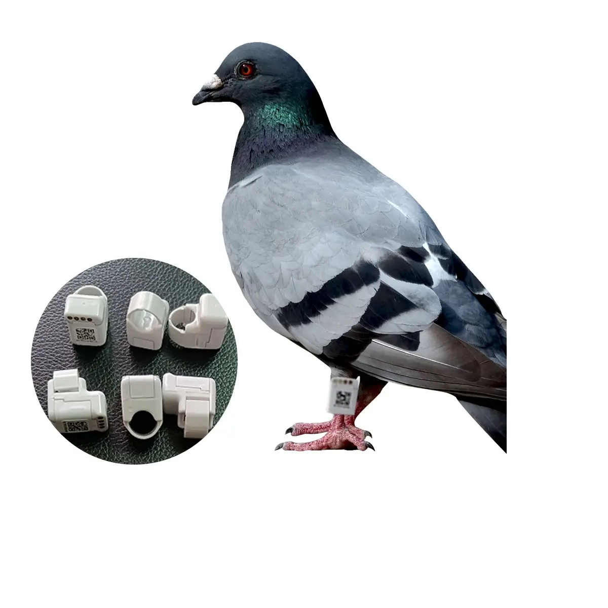 Pigeon Racing Training Tracker GPS-Tauben-Tracking-Chip-Ring mit Echtzeit-Position ierung