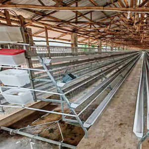 Machine <span class=keywords><strong>de</strong></span> nettoyage <span class=keywords><strong>de</strong></span> fumier <span class=keywords><strong>de</strong></span> poulet <span class=keywords><strong>de</strong></span> type grattoir pour cages en batterie, système d'élimination du fumier avicole pour cages à cadre - Product Image 6
