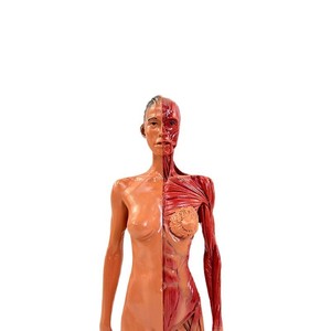 Modèle de crâne à l'échelle 1:1 (30 cm) pour usage médical et artistique, anatomie musculo-squelettique humaine. - Product Image 1
