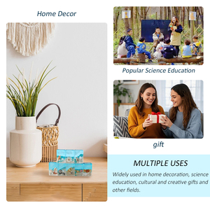 Véritable insecte coléoptère spécimen éducatif taxidermie modèle biologique résine artisanat pour aide à l'enseignement presse-papiers pour bureau salle de classe - Product Image 3