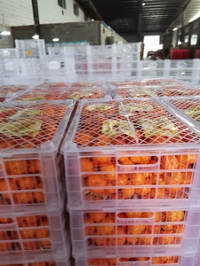 Nueva cosecha Fresh Naval <span class=keywords><strong>Orange</strong></span> Sweet Fruit <span class=keywords><strong>Orange</strong></span> Fresh Mandarin <span class=keywords><strong>Orange</strong></span> - Product Image 6