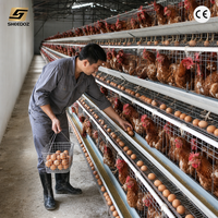Cages à poulets de type A anti-corrosion pour l'élevage de poulets de chair et la production d'œufs – Équipement avicole pour cages et élevages