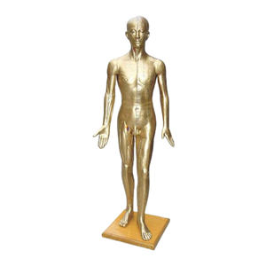 Modelo de Acupuntura de Cobre ADA Deluxe de 178 cm, ADA-501/ADA-501A, Material de PVC, Shanghái, para Entrenamiento de Estudiantes de Ciencias Médicas - Product Image 5