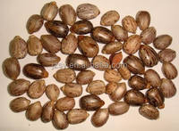 Ciseleur de graines pour ricoteur, équipement de traitement des semences de haricots, huile de ricin, vente en gros,