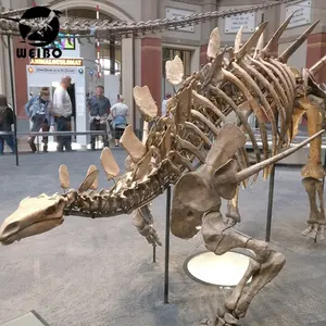 Fósiles de dinosaurio esqueleto de dinosaurio para el museo