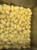 Industriële grote capaciteit aardappel schilmachine, cassave en gember aardappel was- en schilmachine