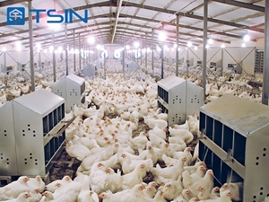 Tsin thiết kế thực tế chống gió & tuyết đẹp & an toàn lắp đặt chuồng gà đơn giản cho các trang trại - Product Image 4