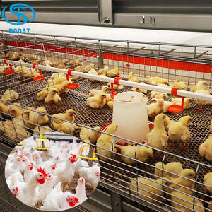 Gallinero de Acero Estilo Rústico para Cría de Pollos de Engorde en Granjas, Venta Caliente, 10000 Aves - Product Image 4