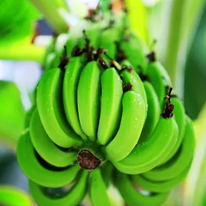 Bananen schälmaschine für grüne Banane oder reife Banane