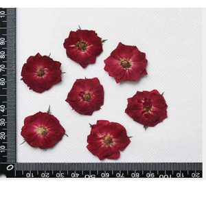 Fiori Pressati di <span class=keywords><strong>Rose</strong></span> per Resina Epossidica, Decorazione con Fiori Essiccati, Nuova Moda per Capodanno, Fiori e Ghirlande, Piante Vere, Alla Moda, 7-15 Giorni - Product Image 3