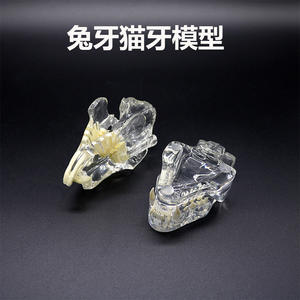 Modèles dentaires transparents pour accessoires d'équipement de thérapie orale, dents de chien, dents de chat, tête de lapin, moules éducatifs pour - Product Image 4