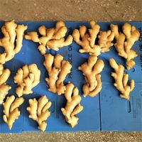 新鲜作物热销中国出口价格150g/200g/250g/1千克中国成熟鲜姜